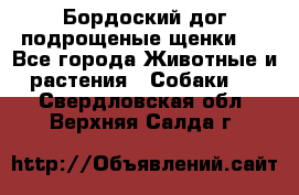 Бордоский дог подрощеные щенки.  - Все города Животные и растения » Собаки   . Свердловская обл.,Верхняя Салда г.